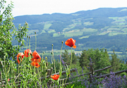 Naturpark Poellauer Tal